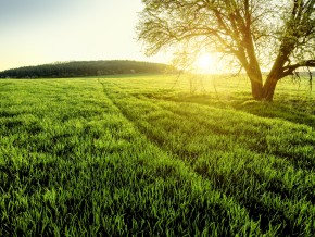 A green field at sunset