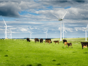 cows grazing in a field in front of wind turbines