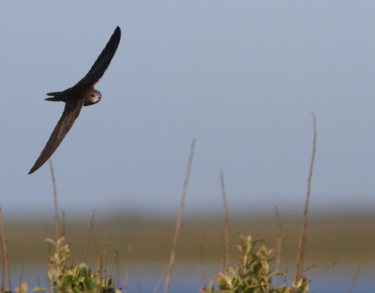 Close up of a swift bird flying