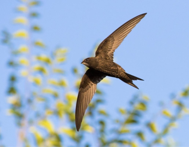 A common Swift in flight