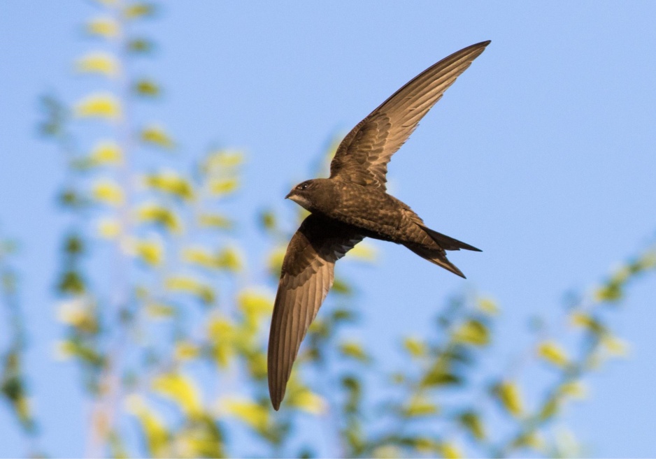 A common swift in flight