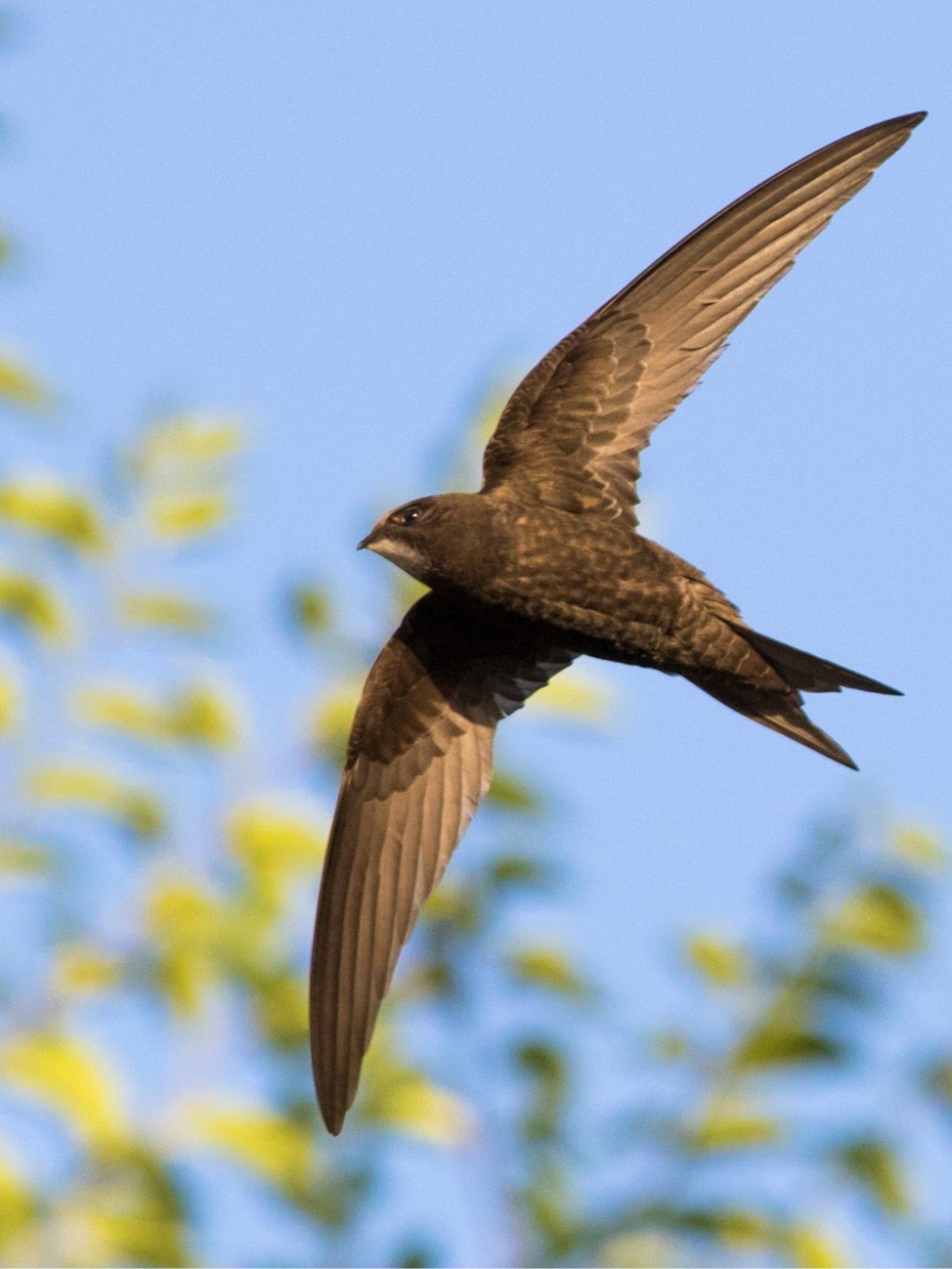A common swift in flight