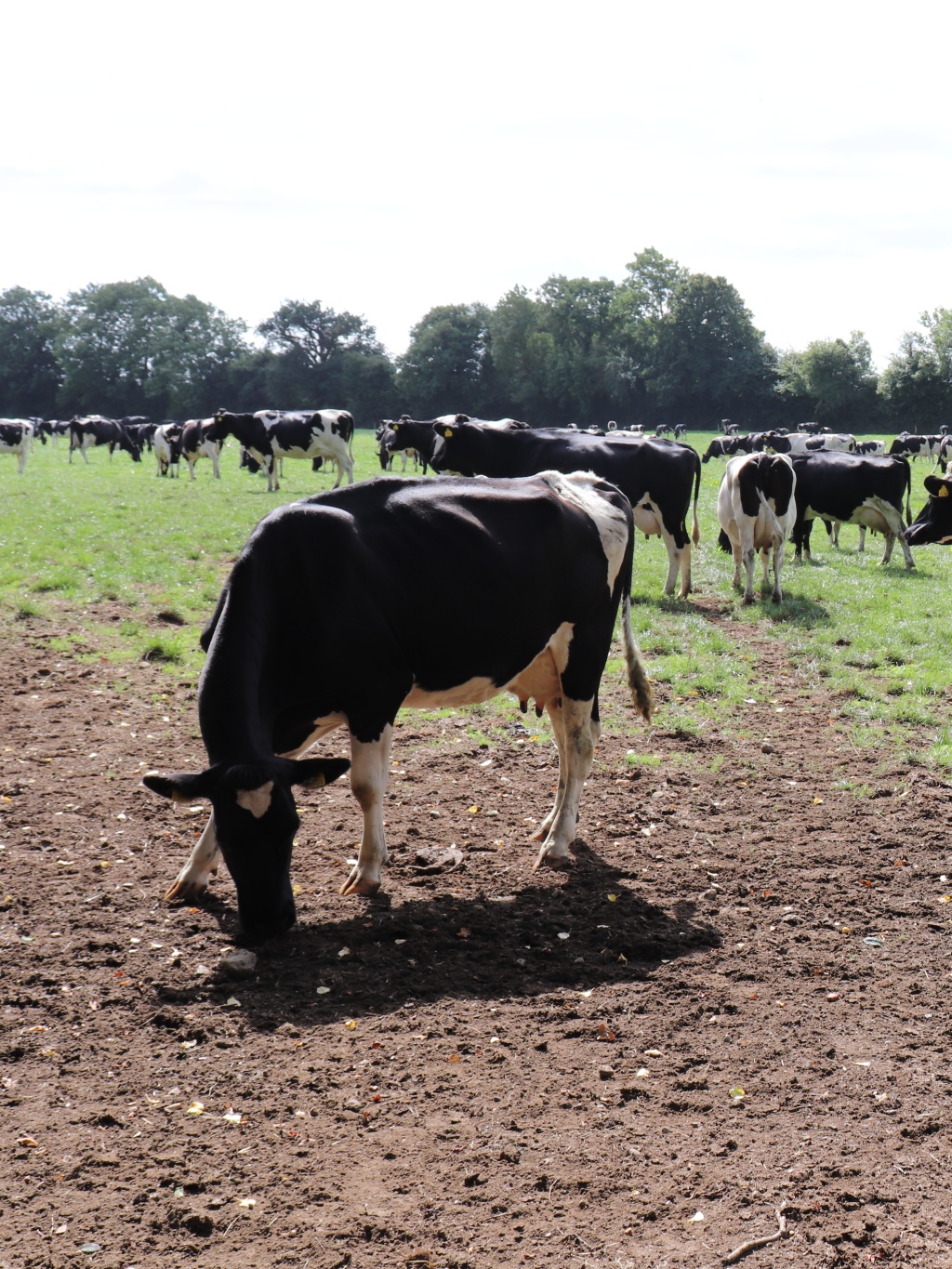 cows