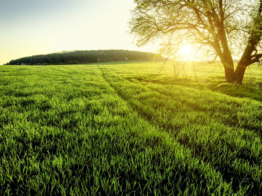 A green field at sunset
